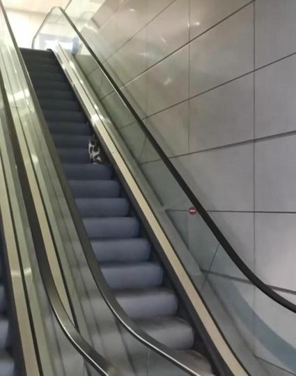 Havalimanında kedinin yürüyen merdivenle imtihanı