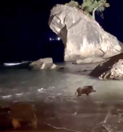 Yaban domuzları sahile indi