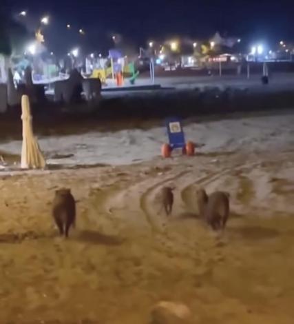 Yaban domuzları sahile indi