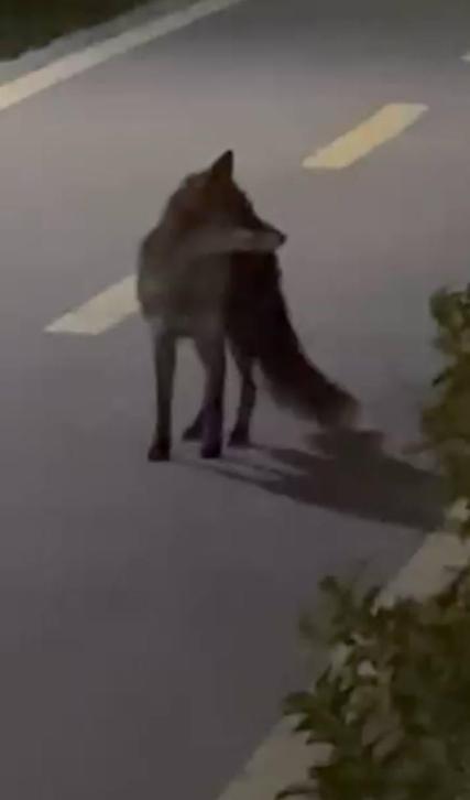 Başakşehirde tilki görenler şaşkınlığını gizleyemedi