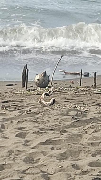 Orduda sahile vuran deniz mayını olduğu tahmin edilen cisim imha edildi