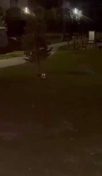 Başakşehirde tilki görenler şaşkınlığını gizleyemedi