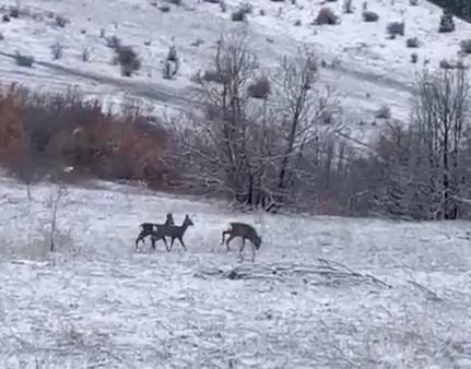 Erzincan Refahiyede kızılgeyikler görüntülendi