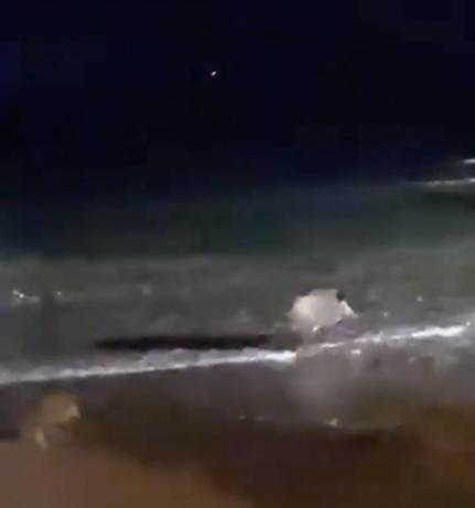 Yaban domuzları sahile indi