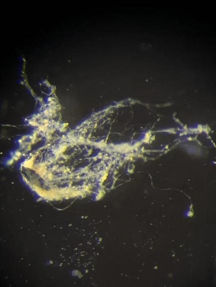 Elektrik ileten yeni bir bakteri türü keşfedildi