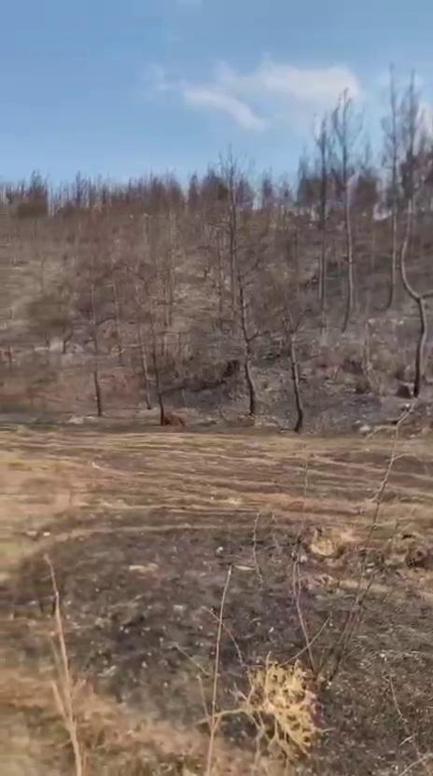 Yanan ormanda erkek cesedi bulundu