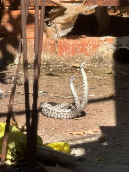 Şeritli engereklerin çiftleşme dansı kamerada