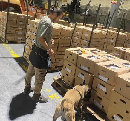 Konteynerde 1,7 ton fosil ununa emdirilmiş kokain ele geçirildi