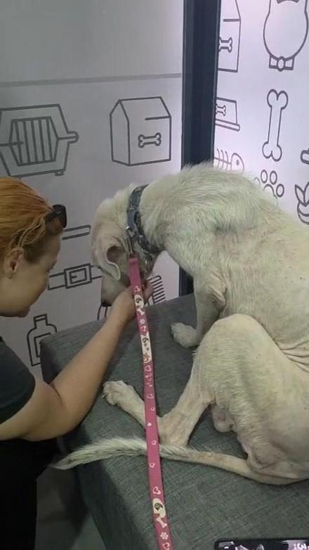Pirelerin istila ettiği binadan çıkarılan köpeğe, kendisini kurtarıp sahiplenen avukatın adı verildi