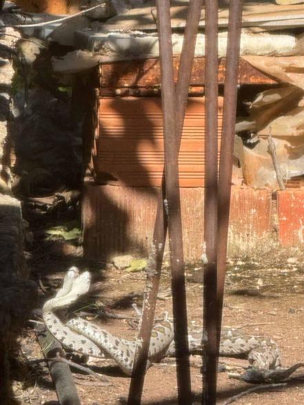 Şeritli engereklerin çiftleşme dansı kamerada