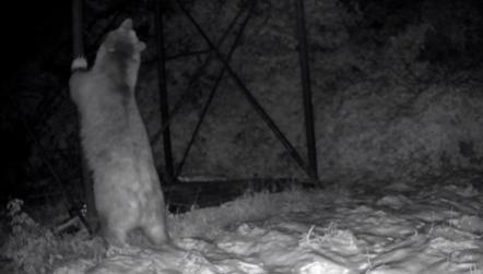 Arı kovanlarına ulaşmaya çalışan ayı kamerada