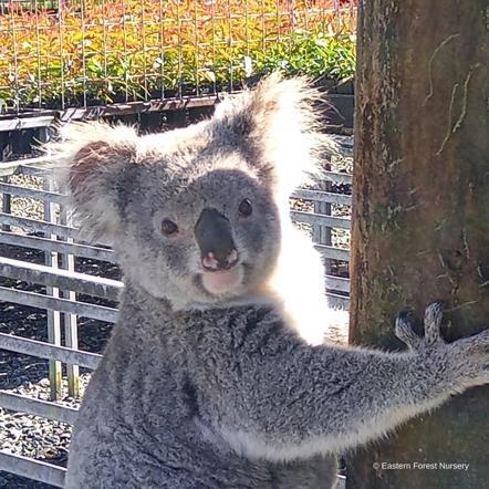 Avustralya’da aylardır fideleri yiyen hırsızın koala olduğu ortaya çıktı