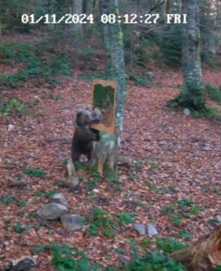 Ayının ormana yerleştirilen aynaya verdiği tepki fotokapanda