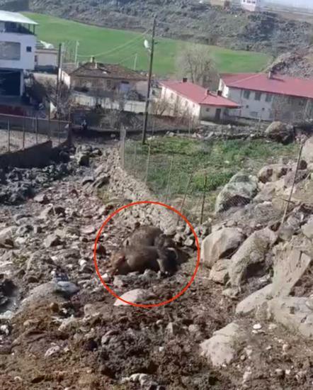 Kuvvetli rüzgar nedeniyle kopan elektrik telinin üzerlerine düştüğü 2 inek öldü