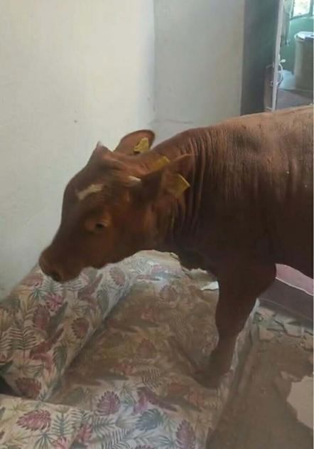 Evin çatısına düşen dana, delinen tavanda asılı kaldı