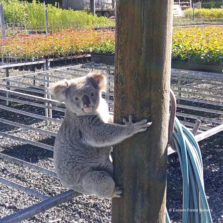 Avustralya’da aylardır fideleri yiyen hırsızın koala olduğu ortaya çıktı