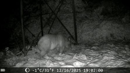 Arı kovanlarına ulaşmaya çalışan ayı kamerada