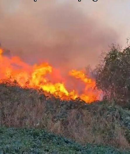 Artvin’de örtü yangını ormana yayıldı