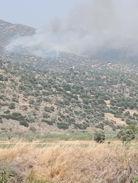 Aydının Bozdoğanda maki yangını