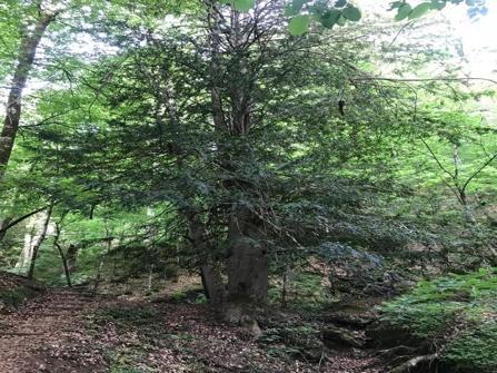 Prof. Dr. Aksoy: Karadeniz’in binlerce yıllık porsuk ağaçları tehlike altında