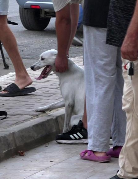 Yangın çıkan evdeki 2 köpeği itfaiye kurtardı