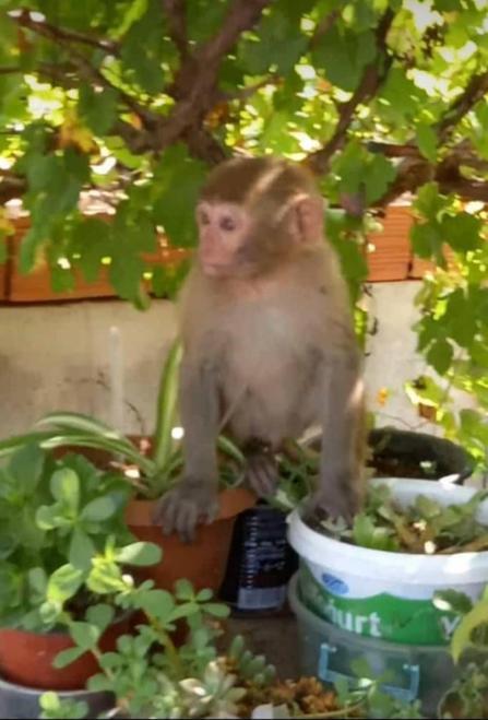 Evlere giren maymun yakalandı, 10 yaşındaki Sümeyye ağladı