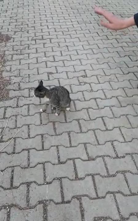 Başına mama kabı sıkışan kediyi kurtardılar