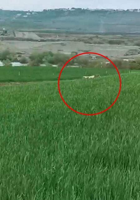 Diyarbakır’da, 8 aydır yakalanamayan dananın kaçtığı anlar kamerada