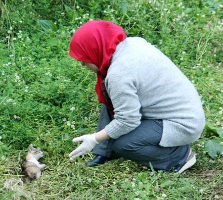 Kargaların yaraladığı yavru kedi için seferber oldular