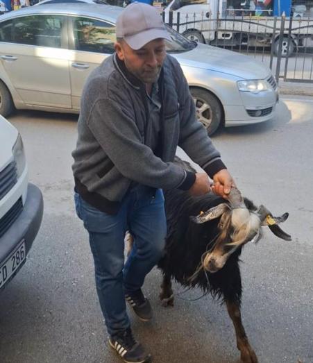 Sahibinin elinden kaçan kurbanlık keçi, uzun uğraşlar sonucu yakalandı