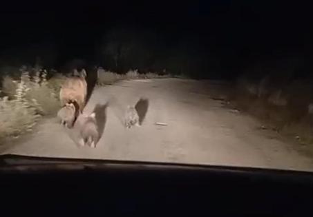 Siirt’te köy yoluna inen ayı ve yavruları kamerada