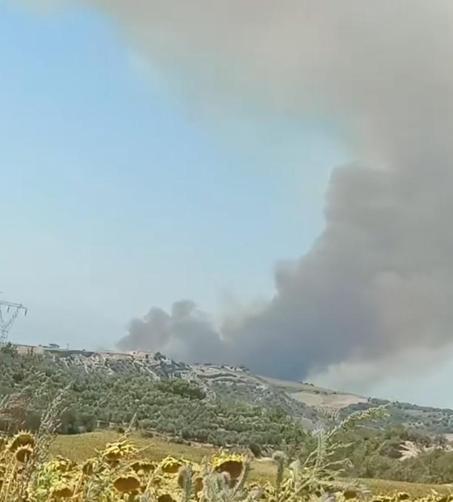 Adanada çıkan orman yangını kontrol altında