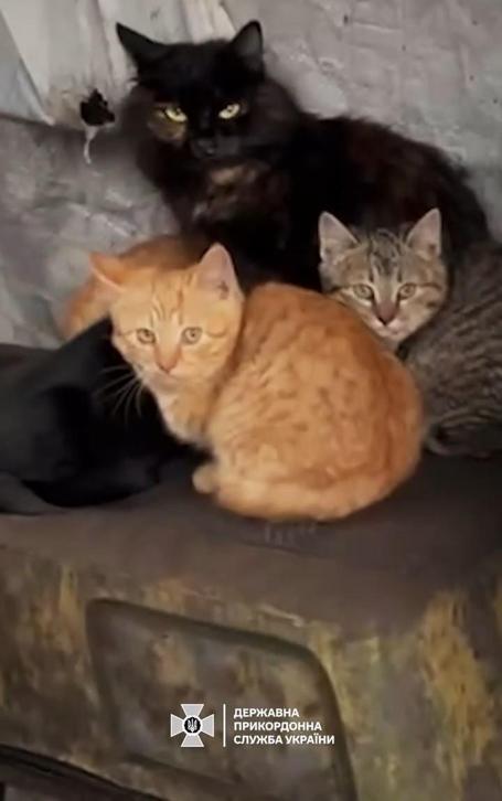 Ukrayna, sınırda askerlerle kalan kedilerin görüntülerini paylaştı