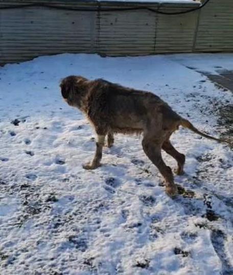Üzerinden otomobil geçen köpek yürümeye başladı