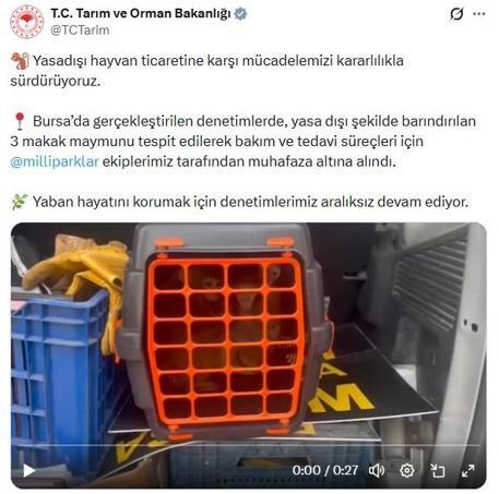 Denetimde ele geçirilen 3 makak maymunu koruma altına alındı