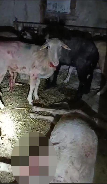 Sokak köpeklerinin saldırısında 7 koyun öldü