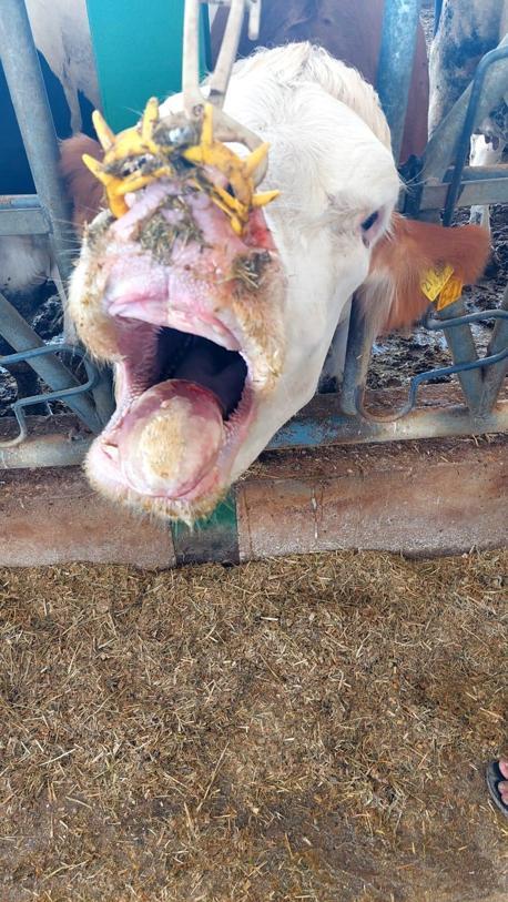 Adana Veteriner Hekimler Odası Başkanı Köse’den yetiştiricilere şap hastalığı uyarıları
