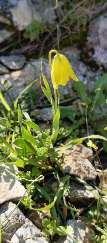 Kuşadasında ağlayan gelinler çiçek açmaya başladı