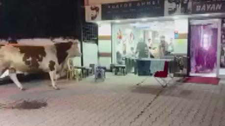 Sultanbeylide kurbanlık boğanın kuaför salonuna daldığı anlar kamerada
