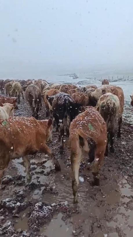 Ardahanın yüksek kesimlerinde kar yağışı