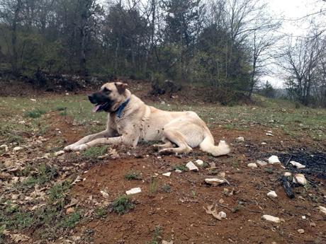 Köpeği öldürmekten 6 ay, sahibini yaralamaktan 6 yıl hapis