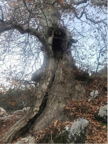 Türkiyenin anıt ağaçları; Tunç Çağından beri ayakta duranı da var, boyu 55 metreyi bulanı da