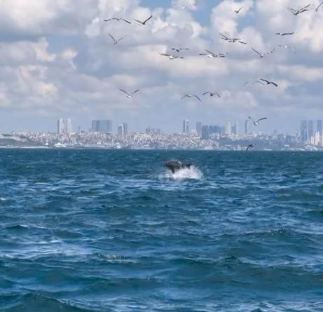 Marmara Denizinde yunusun Yavru öldürme davranışı bilimsel makaleye konu oldu