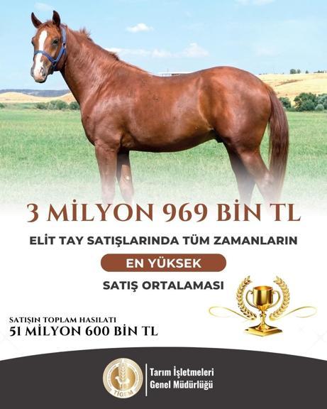 TİGEM 13 elit tay satışından 51 milyon 600 bin lira gelir elde etti