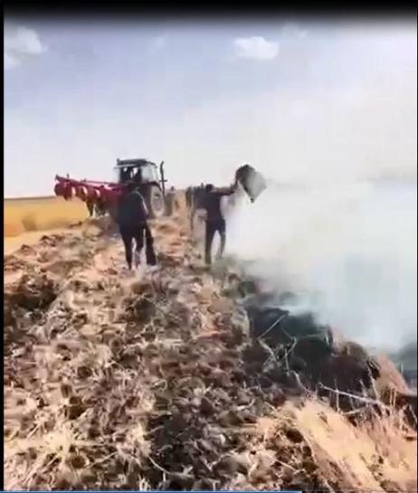 Mardinde 150 dönüm alanda ekili buğday yandı