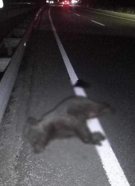 Otomobilin çarptığı yavru ayı öldü