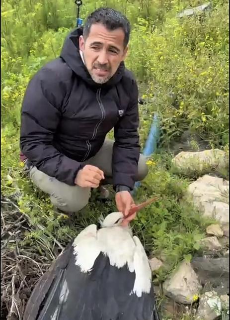 Göç yolundaki leylek tüfekle vuruldu