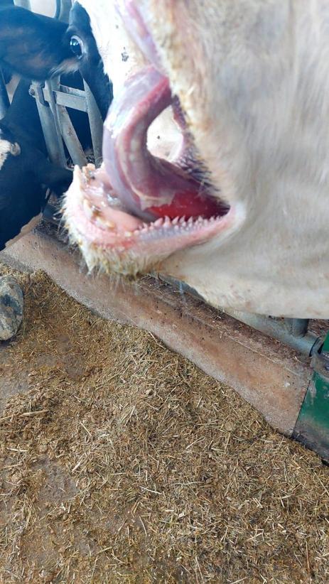 Adana Veteriner Hekimler Odası Başkanı Köse’den yetiştiricilere şap hastalığı uyarıları