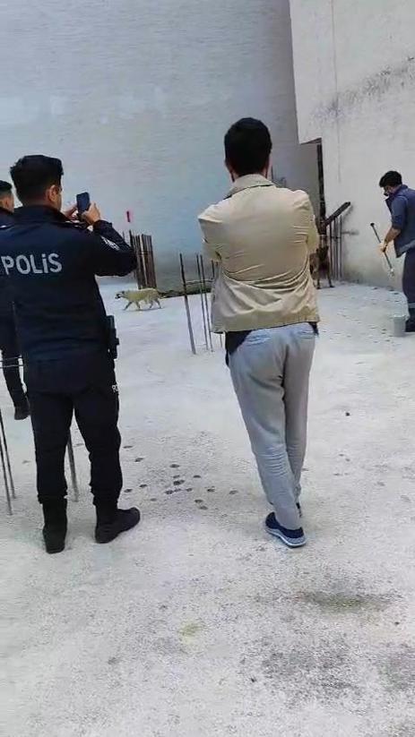 Sokak köpeklerinin saldırdığı 3 çocuktan 2si yaralandı; olay anı kamerada