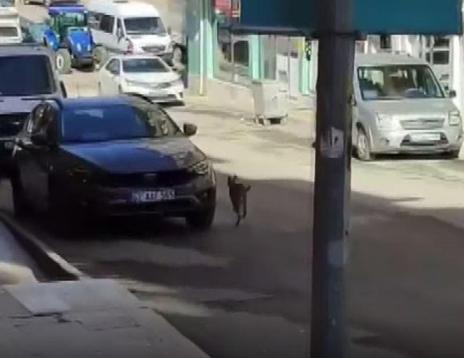 Nesli tehlike altındaki vaşak iş yerine girdi; o anlar kamerada